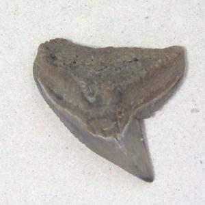 イタチザメの歯（化石）【現品】 - 30018ecb - ウインドウを閉じる
