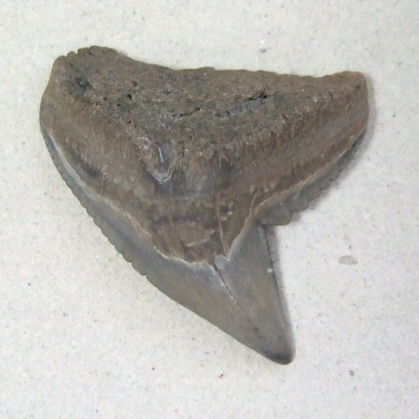 イタチザメの歯（化石）【現品】 - 30018ecb - ウインドウを閉じる