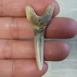 大型アオザメの歯化石 (5.0cm)【現品】 - 30190zhb 大型アオザメの歯化石 (5.0cm)【現品】 - 30190zhb