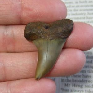 大型アオザメの歯化石 （3.7cm）【現品】 - 30191zhb