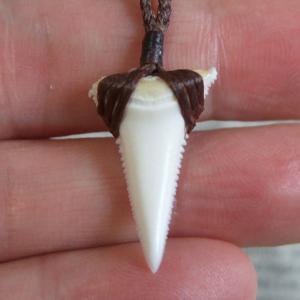 【訳あり現品】1.9cm 本物のホホジロザメ(ホオジロザメ) の歯ペンダント - 21024zhb 【訳あり現品】1.9cm 本物のホホジロザメ(ホオジロザメ) の歯ペンダント - 21024zhb