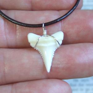 【訳あり現品】1.9cm 本物のホオジロザメの歯ペンダントトップ - 21090zhb 【訳あり現品】1.9cm 本物のホオジロザメの歯ペンダントトップ - 21090zhb