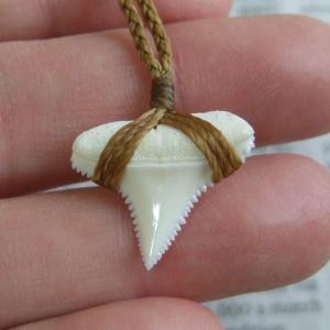 【表示現品】1.9cm 本物のホホジロザメ(ホオジロザメ) の歯ペンダント - 21139zhb 【表示現品】1.9cm 本物のホホジロザメ(ホオジロザメ) の歯ペンダント - 21139zhb