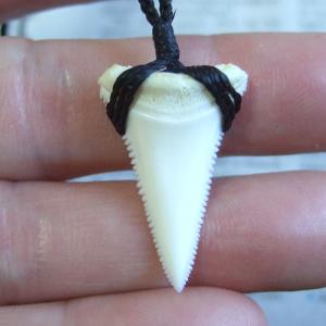 【訳あり現品】2.9cm 本物のホホジロザメ(ホオジロザメ) の歯ペンダント - 21154zhb 【訳あり現品】2.9cm 本物のホホジロザメ(ホオジロザメ) の歯ペンダント - 21154zhb