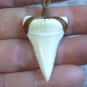 【表示現品】3.4cm 本物のホホジロザメ(ホオジロザメ) の歯ペンダント - 21155zhb 【表示現品】3.4cm 本物のホホジロザメ(ホオジロザメ) の歯ペンダント - 21155zhb