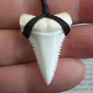 【表示現品】3.3cm 本物のホホジロザメ(ホオジロザメ) の歯ペンダント - 21162zhb 【表示現品】3.3cm 本物のホホジロザメ(ホオジロザメ) の歯ペンダント - 21162zhb