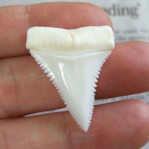 【現品】サメの歯 ホホジロザメ(ホオジロザメ)の歯 3.5cm -gw0279 【現品】サメの歯 ホホジロザメ(ホオジロザメ)の歯 3.5cm -gw0279