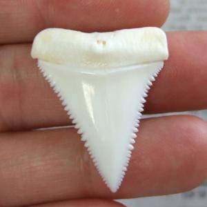 【現品】サメの歯 ホホジロザメ(ホオジロザメ)の歯 3.5cm -gw0280 【現品】サメの歯 ホホジロザメ(ホオジロザメ)の歯 3.5cm -gw0280