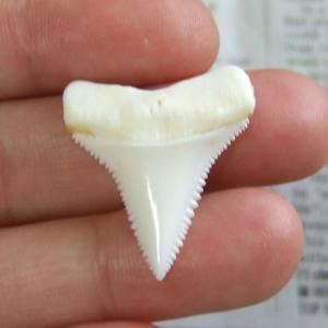 【現品】サメの歯 ホホジロザメ(ホオジロザメ)の歯 3.0cm -gw0281 【現品】サメの歯 ホホジロザメ(ホオジロザメ)の歯 3.0cm -gw0281