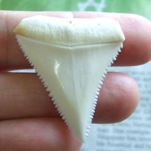 【現品】サメの歯 ホホジロザメ(ホオジロザメ)の歯 上あご 4.0cm - gw0285 【現品】サメの歯 ホホジロザメ(ホオジロザメ)の歯 上あご 4.0cm - gw0285