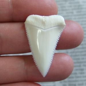 【現品】サメの歯 ホホジロザメ(ホオジロザメ)の歯 3.4cm -gw0300 【現品】サメの歯 ホホジロザメ(ホオジロザメ)の歯 3.4cm -gw0300