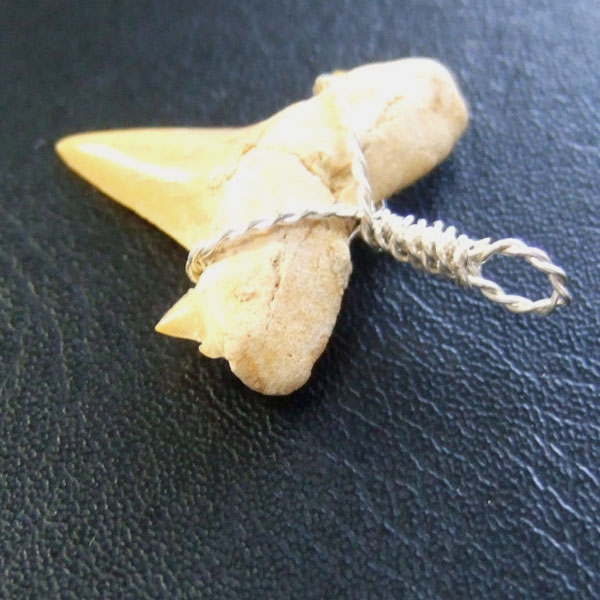 本物のサメの歯（化石）ペンダント【現品】 - 30119esa - ウインドウを閉じる