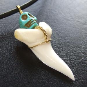 【表示現品】大サイズ アオザメの歯(約4.1cm) - 20113zhc 【表示現品】大サイズ アオザメの歯(約4.1cm) - 20113zhc