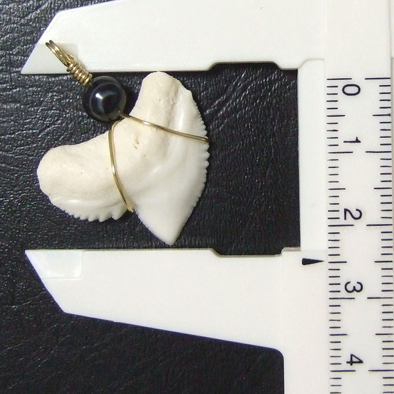 イタチザメ（タイガーシャーク）の歯チョーカー 2.5 cm - 20140zhb - ウインドウを閉じる