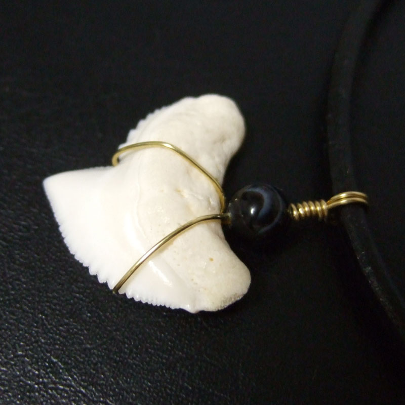 イタチザメ（タイガーシャーク）の歯チョーカー 2.5 cm - 20140zhb - ウインドウを閉じる
