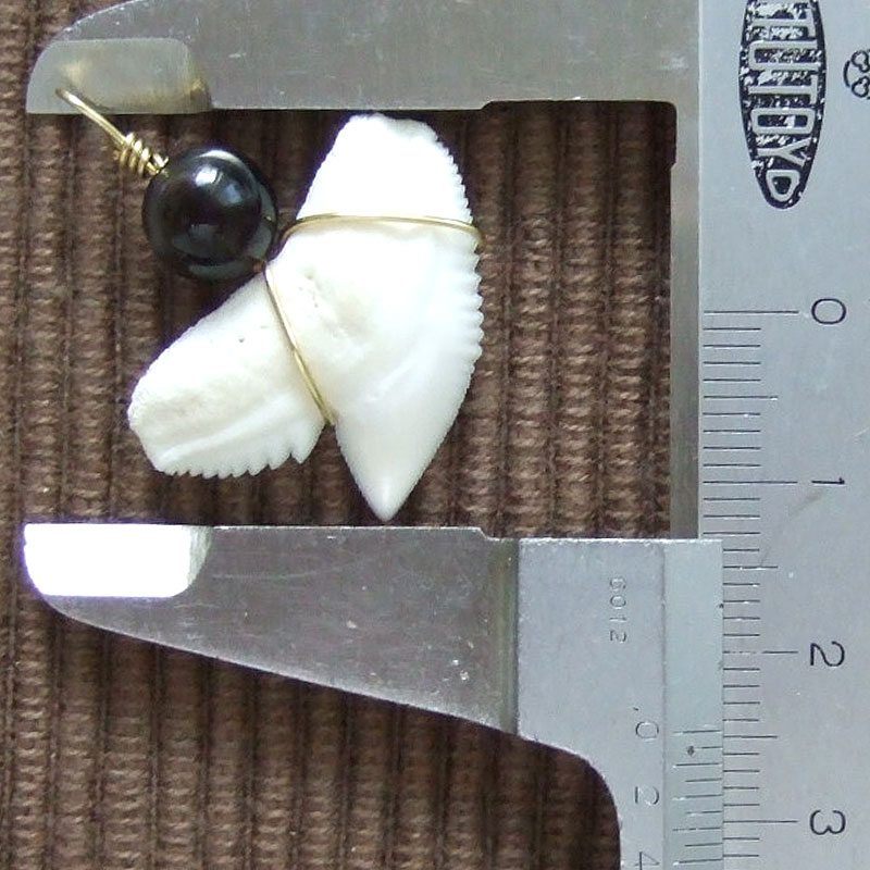 【現品】イタチザメ（タイガーシャーク）の歯チョーカー 2.5 cm - 20151zhb - ウインドウを閉じる