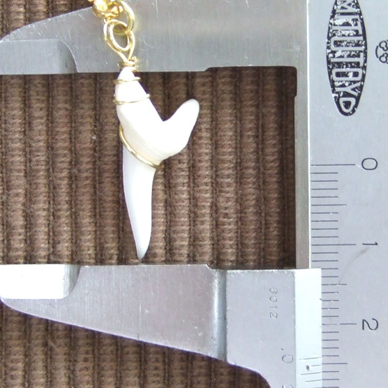 アオザメの歯（約2.4cm） - 20183zhc - ウインドウを閉じる