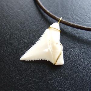 【現品】2.3cm 本物のホホジロザメ(ホオジロザメ) サメの歯ペンダント - 20237zhc 【現品】2.3cm 本物のホホジロザメ(ホオジロザメ) サメの歯ペンダント - 20237zhc