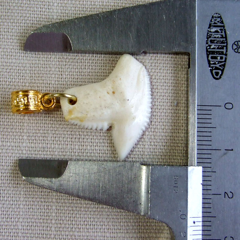 イタチザメ（タイガーシャーク）の歯チョーカー 2.5 cm - 20361zhb - ウインドウを閉じる