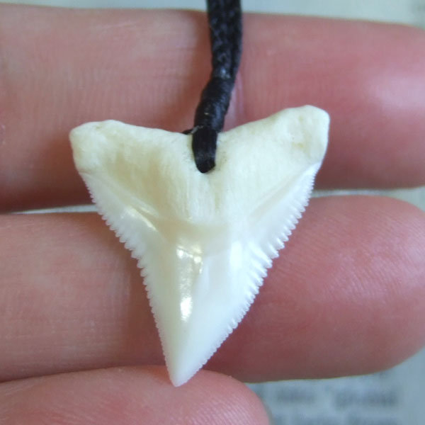 【表示現品】2.6cm 大型オオメジロザメの歯ペンダント - 20981zhb - ウインドウを閉じる