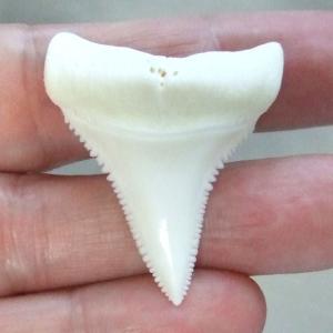 【現品】サメの歯 ホホジロザメ（ホオジロザメ）の歯 3.7cm -gw0100