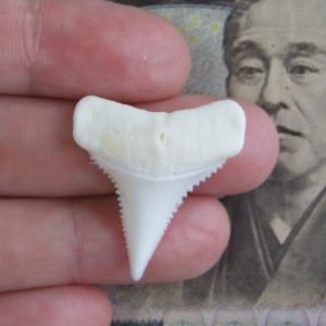【訳あり現品】サメの歯 ホホジロザメ(ホオジロザメ)の歯 3.2cm -gw0102 【訳あり現品】サメの歯 ホホジロザメ(ホオジロザメ)の歯 3.2cm -gw0102