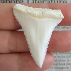 【訳あり現品】サメの歯 ホホジロザメ（ホオジロザメ）の歯 上あご 4.8cm - gw0108