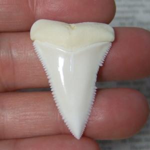 【訳あり現品】サメの歯 ホホジロザメ（ホオジロザメ）の上あごの歯 3.8cm -gw0199