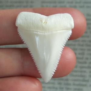 【現品】サメの歯 ホホジロザメ(ホオジロザメ)の歯 3.5cm -gw0221 【現品】サメの歯 ホホジロザメ(ホオジロザメ)の歯 3.5cm -gw0221