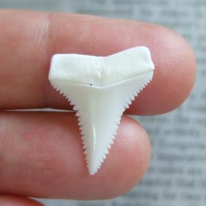 【訳あり現品】サメの歯 ホホジロザメ(ホオジロザメ)の歯 2.4cm - gw0228 【訳あり現品】サメの歯 ホホジロザメ(ホオジロザメ)の歯 2.4cm - gw0228