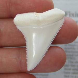 【現品】サメの歯 ホホジロザメ(ホオジロザメ)の歯 上あご 3.9cm - gw0251 【現品】サメの歯 ホホジロザメ(ホオジロザメ)の歯 上あご 3.9cm - gw0251