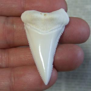 【訳あり現品】サメの歯 ホホジロザメ（ホオジロザメ）の歯 下あご 4.5cm - gw0293