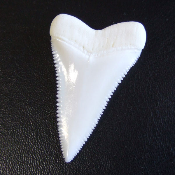 【現品】サメの歯 ホホジロザメ（ホオジロザメ）の歯 上あご 4.3cm - gw0319 - ウインドウを閉じる