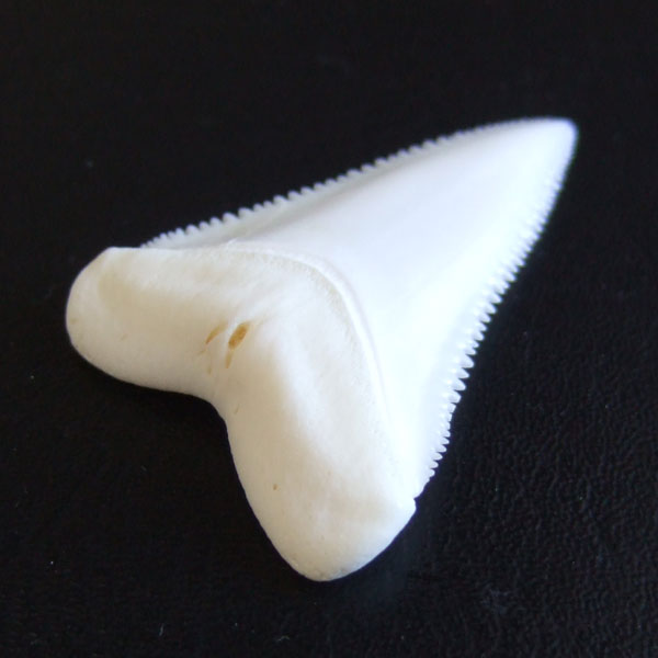 【現品】サメの歯 ホホジロザメ（ホオジロザメ）の歯 上あご 4.3cm - gw0319 - ウインドウを閉じる