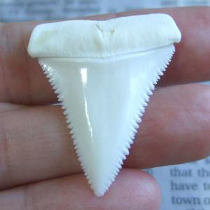 【現品】サメの歯 ホホジロザメ(ホオジロザメ)の歯 上あご 3.9cm - gw338 【現品】サメの歯 ホホジロザメ(ホオジロザメ)の歯 上あご 3.9cm - gw338