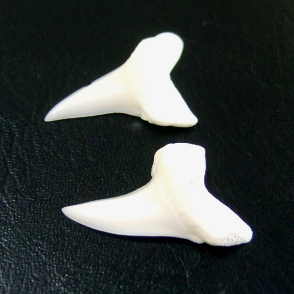【表示現品】サメの歯 アオザメの歯　約2.5cm (左右セット) - mk0032 - ウインドウを閉じる