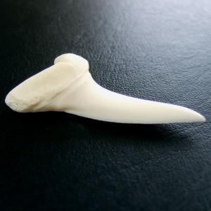 【現品】サメの歯 アオザメの歯 4.0cm - mk0039 【現品】サメの歯 アオザメの歯 4.0cm - mk0039