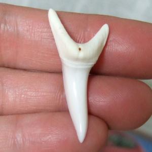 【現品】サメの歯 アオザメの歯　3.9cm - mk0045