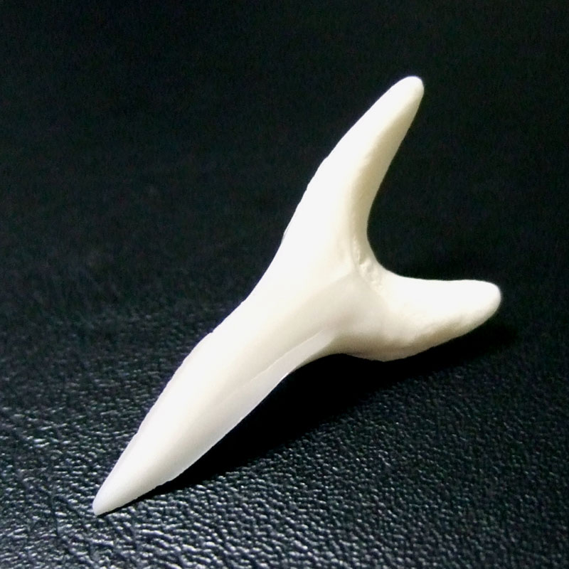 【現品】サメの歯 アオザメの歯　3.7cm - mk0046 - ウインドウを閉じる