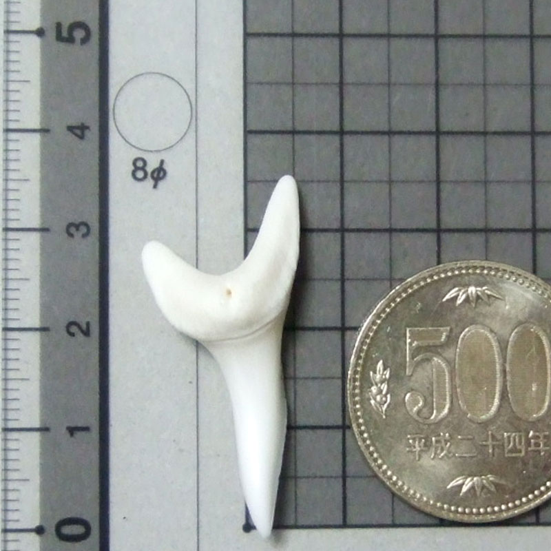 【現品】サメの歯 アオザメの歯　3.7cm - mk0046 - ウインドウを閉じる