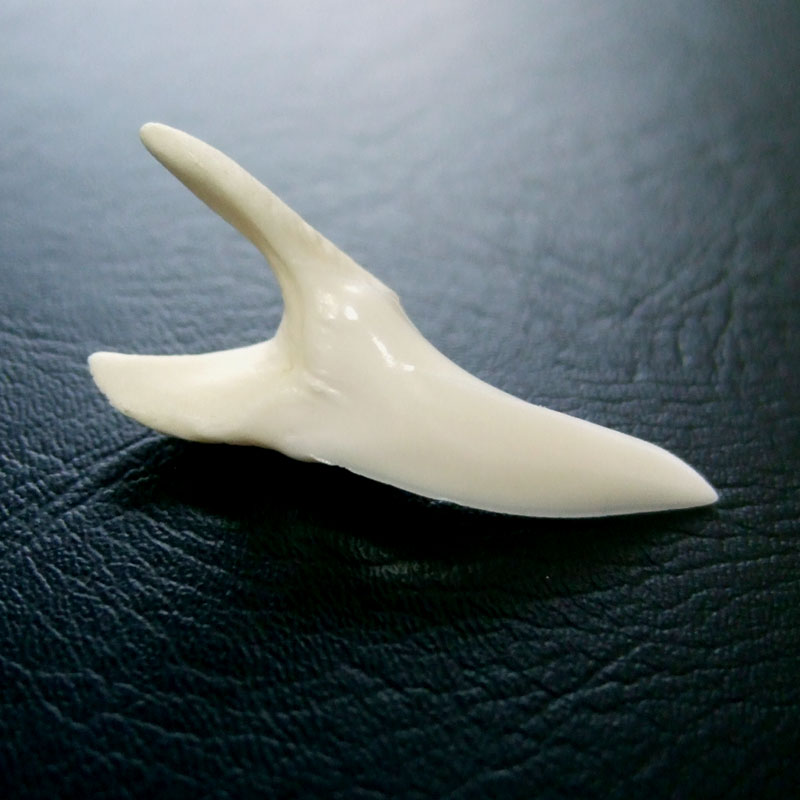 【現品】サメの歯 アオザメの歯　3.7cm - mk0047 - ウインドウを閉じる