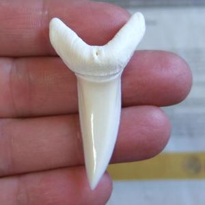 【現物レアもの】特大サイズ アオザメの歯(約5.0cm) - mk0307 【現物レアもの】特大サイズ アオザメの歯(約5.0cm) - mk0307