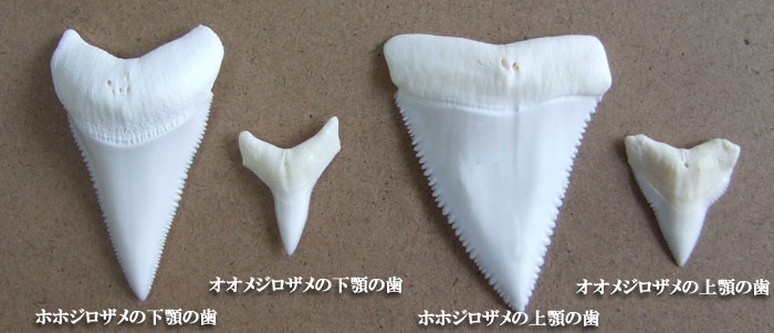 ホホジロザメの歯