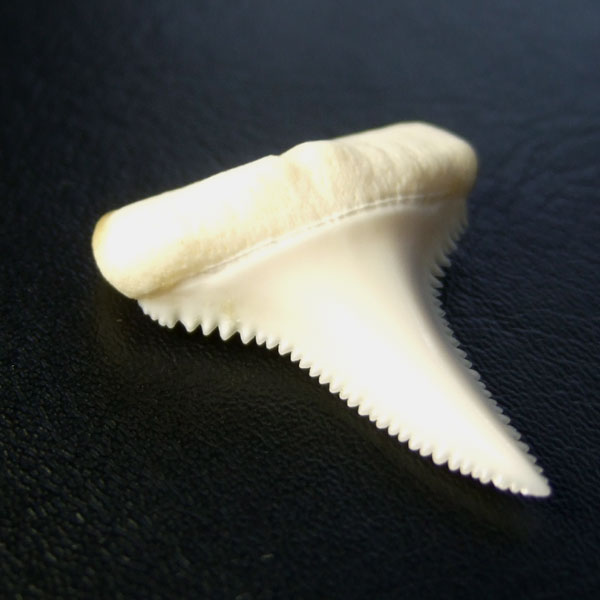 サメ の 歯