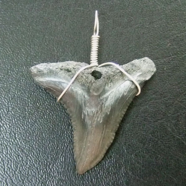 カマヒレザメの歯（化石）ペンダント【現品】 - 30002zhb - ウインドウを閉じる