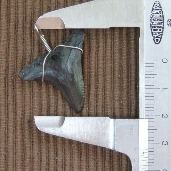 カマヒレザメの歯（化石）ペンダント【現品】 - 30002zhb - ウインドウを閉じる
