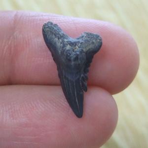 カマヒレザメの歯（化石）【現品】 - 30023ecb