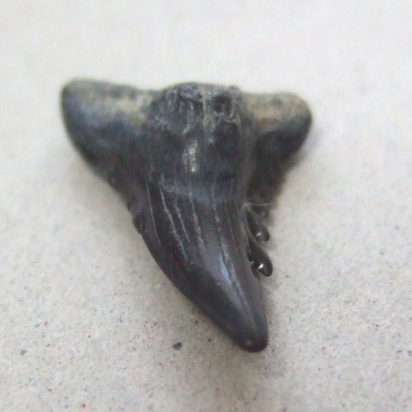カマヒレザメの歯（化石）【現品】 - 30023ecb - ウインドウを閉じる