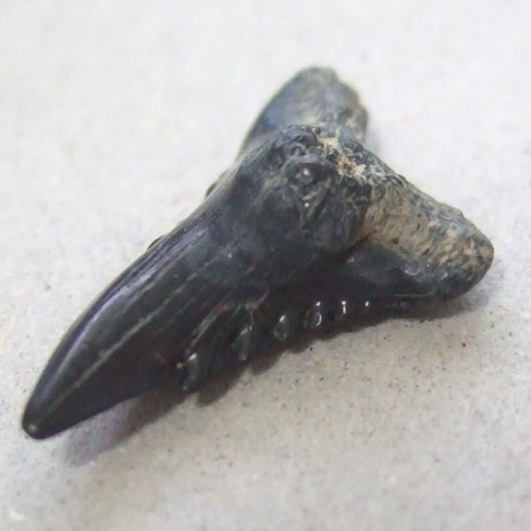 カマヒレザメの歯（化石）【現品】 - 30023ecb - ウインドウを閉じる