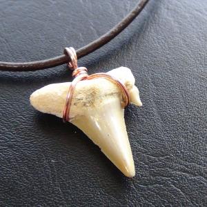 【表示現品】本物のサメの歯化石ペンダントトップ 2.7 cm - 30126zhc